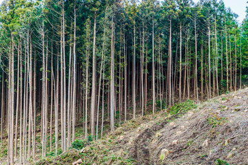 杉林と伐採後の切り株