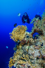 Scuba Diving the Red Sea, Egypt