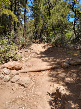 Path in the forest, Albuquerque, New Mexico from the Sandia Mountain Crest