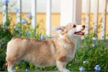 Corgi dog sitting on the table in summer sunny day