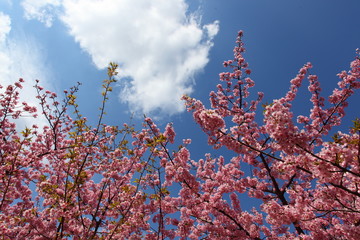 河津桜