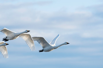 Whistling swans flying in Lake Hyoko, Niigata prefecture, Japan