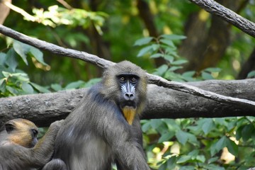 Mandrill monkey