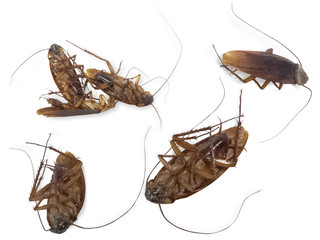Cockroaches, Brown-Banded on a white background,with clipping path
