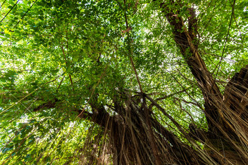 tree in forest