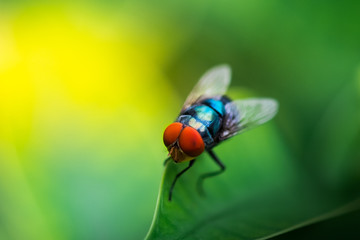 insect fly on on green leaf.