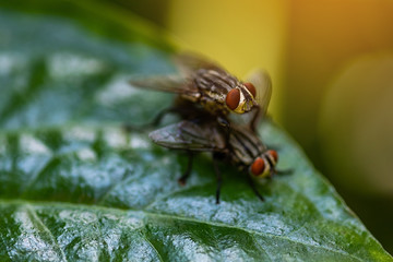 fly Insect breeding on green leaves.