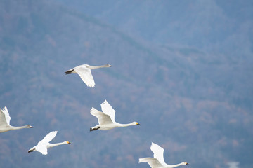 Whistling swans flying in Lake Hyoko, Niigata prefecture, Japan