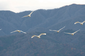 Whistling swans flying in Lake Hyoko, Niigata prefecture, Japan