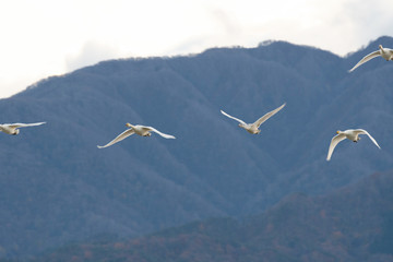 Whistling swans flying in Lake Hyoko, Niigata prefecture, Japan