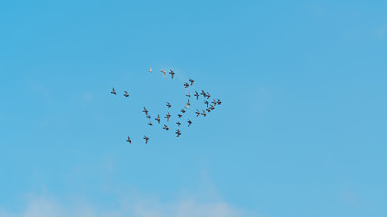 Pigeons fly against the blue sky, group of birds flying in wind.