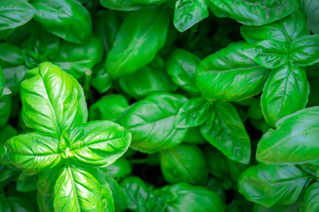 Green and healthy basil Ocimum basilicum plant seedling. Growing organic plants in the garden.