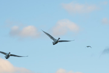 Whistling swans flying in the morning, in Lake Hyoko, Niigata prefecture, Japan