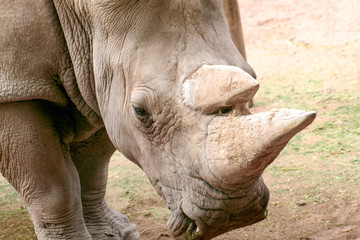Fototapeta premium Rhino Horn