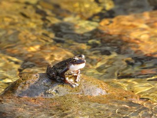カジカガエル