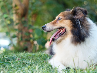 Dog, Shetland sheepdog, collie, lying on grass field and looking away with tongue sticking out,...