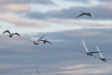 Whistling swans flying in the morning, in Lake Hyoko, Niigata prefecture, Japan