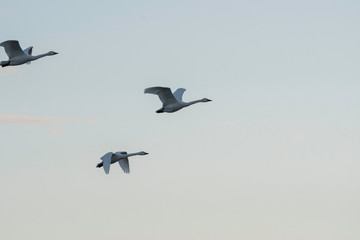 Whistling swans flying in the morning, in Lake Hyoko, Niigata prefecture, Japan
