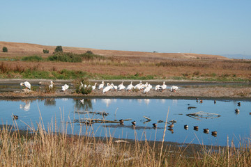 Snowy Egrets and Canada Geese in Marina