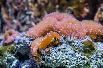 In the zoo aquarium, wild sea creatures living in the ocean, sea, rivers and lakes