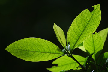 Fototapeta na wymiar green leaf 