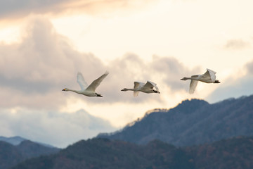 Fototapeta na wymiar Whistling swans flying in the morning, in Lake Hyoko, Niigata prefecture, Japan