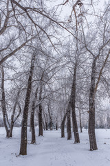 A pathway of hoar frost covered trees