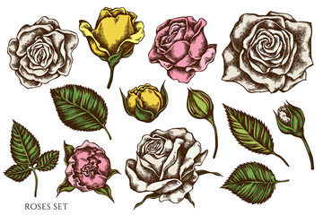 Vector set of hand drawn colored roses