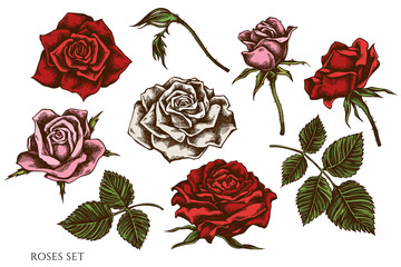 Vector set of hand drawn colored roses