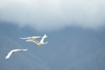 Whistling swans flying in Lake Hyoko, Niigata prefecture, Japan