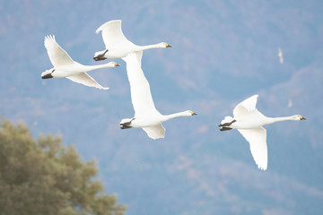 Whistling swans flying in Lake Hyoko, Niigata prefecture, Japan