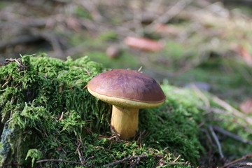 mushroom in forest