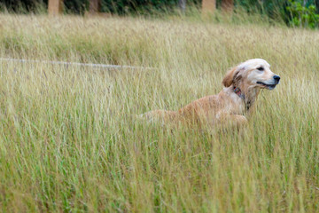 石垣島_観音崎灯台_ゴールデンレトニエル