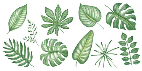 Fototapeta na wymiar Set tropical leaves