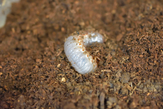 カブトムシの幼虫 の画像 407 件の Stock 写真 ベクターおよびビデオ Adobe Stock