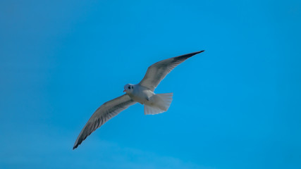 bird seagull in flight against the blue sky