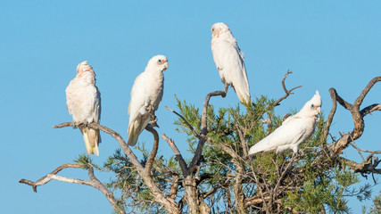 Little Corellas on a Tree