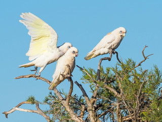 Little Corellas on a Tree