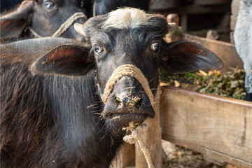 Portrait of a young male buffalo 