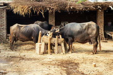 Buffalo in the traditional farmhouse 