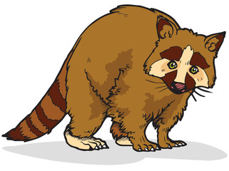 Raccoon Vector Illustration