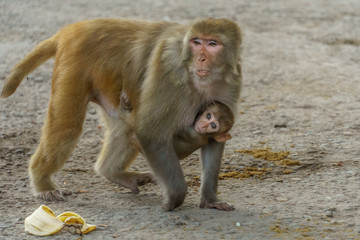 Baby Brown Monkey Clinging to Mom's Body