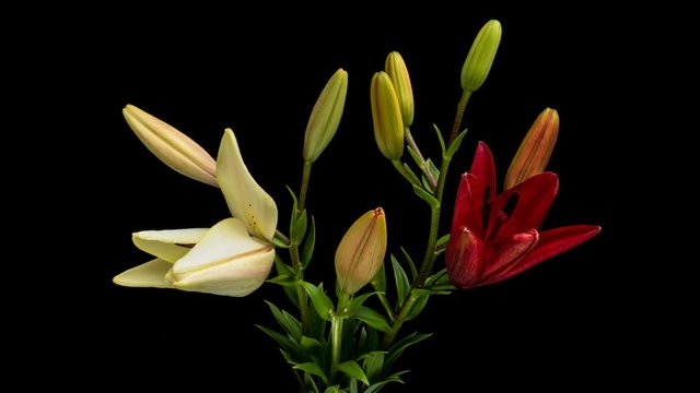 Beautiful colorful blooming lilies in the bouquet close-up. Timelapse. 4K