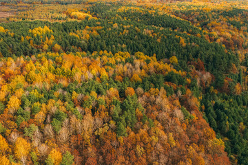 Autumn forest aerial view. Forest in orange and green colors