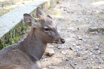 Nara Park in Nara Prefecture, Japan and the scenery of deer living in the park
