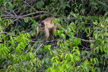Ein Kapuzineraffe in einem Baum hält Ausschau im brasilianischen Pantanal