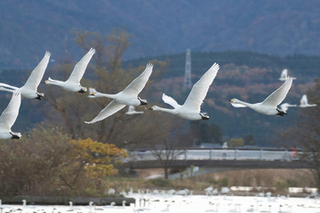 Whistling swans flying in the morning, in Lake Hyoko, Niigata prefecture, Japan