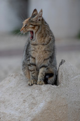 gato enseñando los colmillos sobre una piedra 