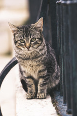 gato joven atigrado sobre muro 