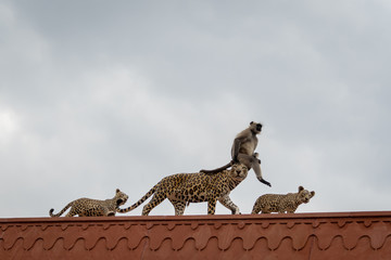Funny wildlife scene Gray langur or Hanuman langur sitting over dummy leopard mother head with cubs...